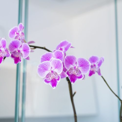 peninsula-44-studios-4